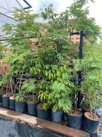 Albizia julibrissin, Solitaire Boom, Tuin en Terras, Planten | Bomen, Ophalen