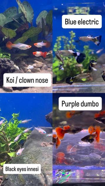 Verschillende soorten visjes te koop: guppys en tetra beschikbaar voor biedingen
