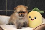 Pomeriaan/Dwergkees pups, België, Keeshond, CDV (hondenziekte), 8 tot 15 weken
