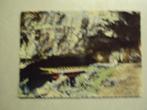 54679 - HAN S/LESSE - SORTIE DES GROTTES - ZIE 2 FOTO'S, Envoi
