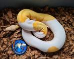 Python regius, Serpent, 0 à 2 ans