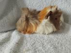 Peruviaan cavia beertjes te koop, Dieren en Toebehoren, Knaagdieren, November, Mannelijk, Cavia