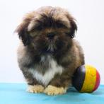 Lhasa Apso - puppy's te koop (Belgisch), Dieren en Toebehoren, CDV (hondenziekte), Meerdere, 8 tot 15 weken, Meerdere dieren