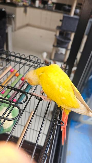 Laatste Pyrrhura Molinae Suncheek handtam beschikbaar voor biedingen
