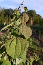 Cercidiphyllum japonicum / Katsuraboom, Bloeit niet, Overige soorten, 100 tot 250 cm, Ophalen