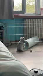 Konijn te koop, Dieren en Toebehoren