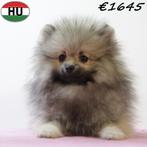 Dwergkeesjes (pups) mini fluffy hartendiefjes, Dieren en Toebehoren, 15 weken tot 1 jaar, Buitenland, CDV (hondenziekte), Meerdere