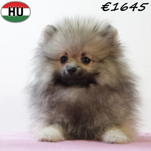 Dwergkeesjes (pups) mini fluffy hartendiefjes, Dieren en Toebehoren, Honden | Poolhonden, Keeshonden en Oertypen, Meerdere dieren
