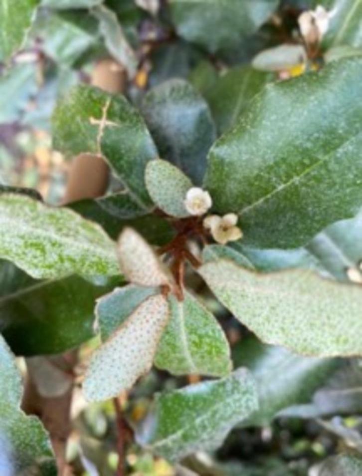 Elaeagnus ebbingei. Leiscreens met bamboescherm, Tuin en Terras, Planten | Bomen, Ophalen
