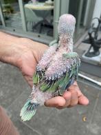 halsbandparkieten, Dieren en Toebehoren, Vogels | Parkieten en Papegaaien, Parkiet, Tam