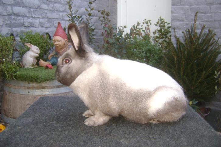 Sallander 51091, Dieren en Toebehoren, Konijnen, Middelgroot, Mannelijk