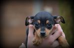 dwergpinscher pups, België, CDV (hondenziekte), 8 tot 15 weken, Meerdere