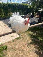 Cochin kriel haantje, Dieren en Toebehoren, Pluimvee, Mannelijk, Kip