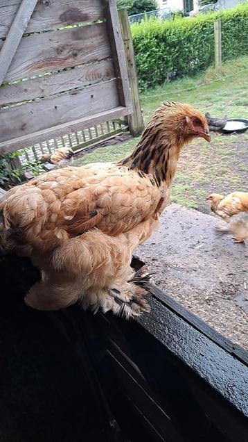 Hen cochin/brahma