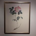 Aquarelle de Wilde Rose, Antiquités & Art, Art | Peinture | Classique, Enlèvement ou Envoi