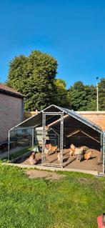 12 Kippen Te koop ., Dieren en Toebehoren, Pluimvee | Toebehoren, Ophalen, Zo goed als nieuw