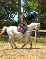 12j Zangersheide merrie, Dieren en Toebehoren, Paarden, Merrie