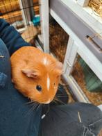 2 cavia vrouwtjes. Gaan weg wegens overlijden familie lit, Cavia, Vrouwelijk, Tam, Oktober