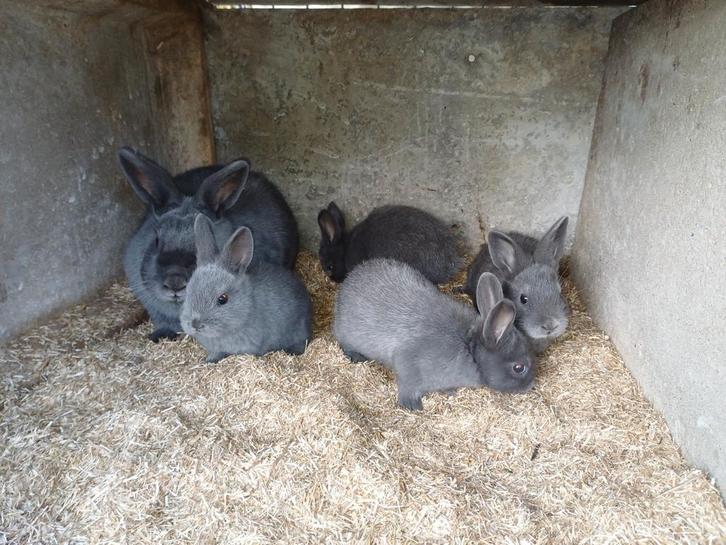 Holicer raszuiver, Dieren en Toebehoren, Konijnen