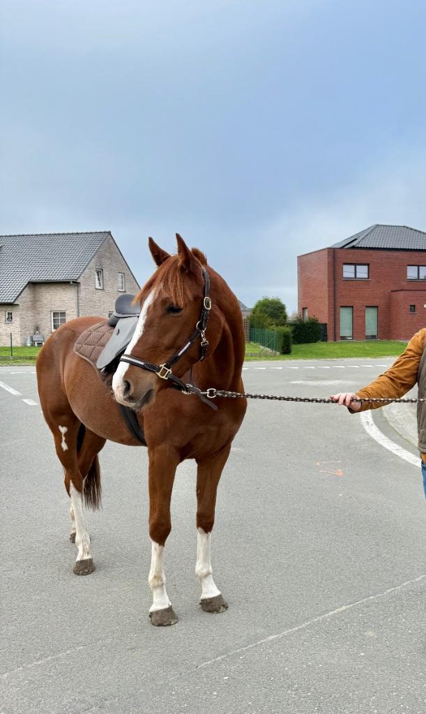 Franse draver Ruin, Dieren en Toebehoren, Paarden, Ruin, Zadelmak, 160 tot 165 cm, 0 tot 2 jaar