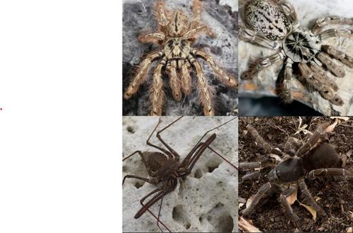verschillende soorten vogelspinnen, Dieren en Toebehoren, Insecten en Spinnen, Overige soorten