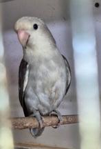 Te koop / ruil, Dieren en Toebehoren, Geringd