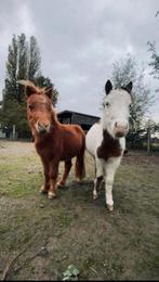 2jonge hengsten te koop, Dieren en Toebehoren, Pony's, Hengst, A pony (tot 1.17m), Ontwormd, 3 tot 6 jaar