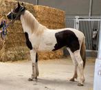Zeer mooie recreatie merrie, 3 tot 6 jaar, 160 tot 165 cm, Onbeleerd, Recreatiepaard