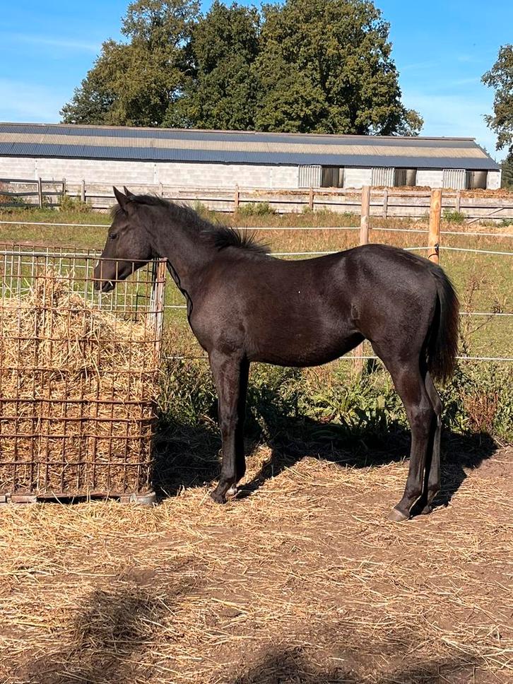 New forest merrieveulen te koop!, Dieren en Toebehoren, Paarden, Merrie