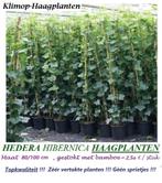 HEDERA "KLIMOP" PLANTEN , HAAGPLANTEN, 80/100 CM, 2,5o€/STUK, Ophalen, Overige soorten, Haag, Minder dan 100 cm