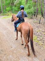 Wandelpaard/ weidemaatje, Vermifugé, 160 à 165 cm, Cheval de récréation, Jument