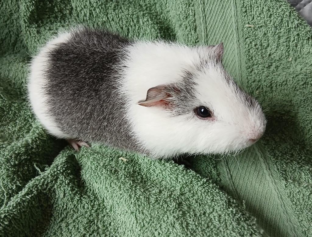Jonge cavia, Mâle, Mars, Domestique, Cobaye