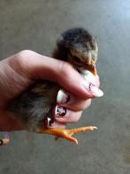 Poussin de Pâques Wyandotte, Mâle, Poule ou poulet