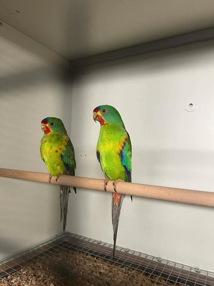 Perruche de Swift (Latham), Animaux & Accessoires, Oiseaux | Perruches & Perroquets, Perruche, Plusieurs animaux, Bagué