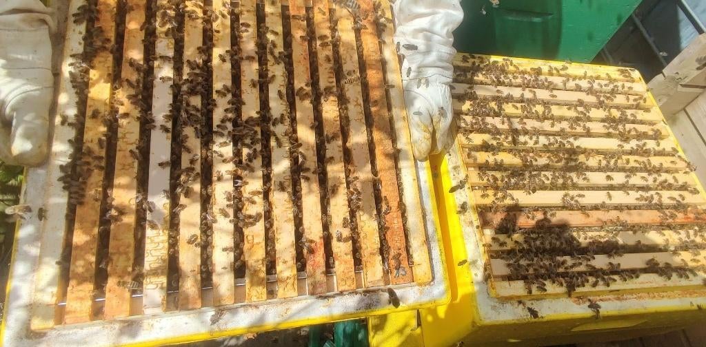 Colonie d’abeilles Carnica sur 2 corps Simplex - Reine 2025, Animaux & Accessoires, Abeilles