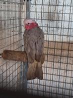 Rose kakatoe split voor lutino man van 2020, Dieren en Toebehoren