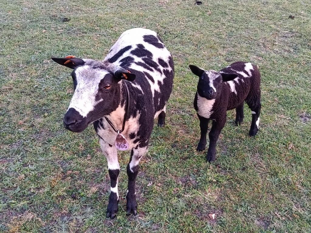 baggerbonte ooi met ooilam, Dieren en Toebehoren