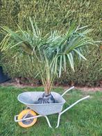 Mooie wintervaste palmbomen Trachycarpus fortunei, Ophalen