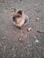 Dwergkonijn mannetje van eind 2025, Dieren en Toebehoren, Konijnen