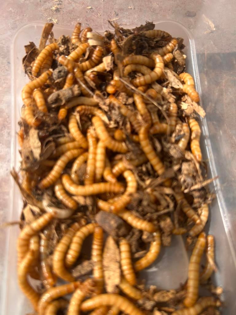 levende wormen, April, Geslacht onbekend