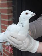Jonge mannelijke duif., Animaux & Accessoires, Oiseaux | Pigeons, Mâle