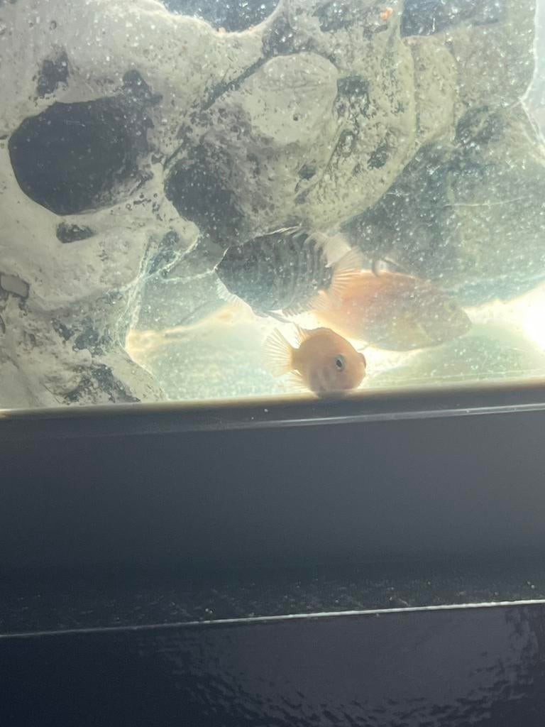 Aquarium met kast en zebra en albino cichliden te koop, Dieren en Toebehoren, Ophalen, Zo goed als nieuw
