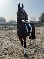 Waanzinnig lieve kwpn merrie, Dieren en Toebehoren, Paarden en Pony's | Verzorgingsproducten, Ophalen