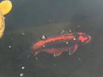 Kabuto., Dieren en Toebehoren, Karper of Koi