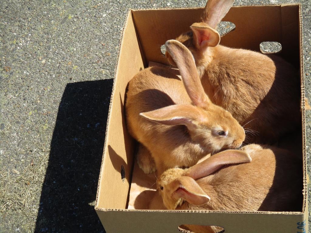 geel vlaamse reus, Vrouwelijk, Groot, 0 tot 2 jaar