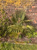 Palmier nain, Autres espèces, Ne fleurit pas, Plein soleil, Enlèvement
