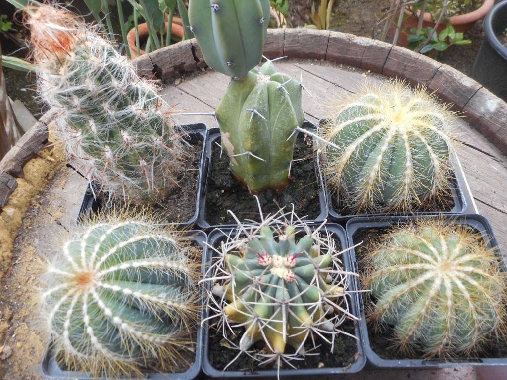 plantes, Jardin & Terrasse, Plein soleil, Été, Plante fixe, Enlèvement ou Envoi