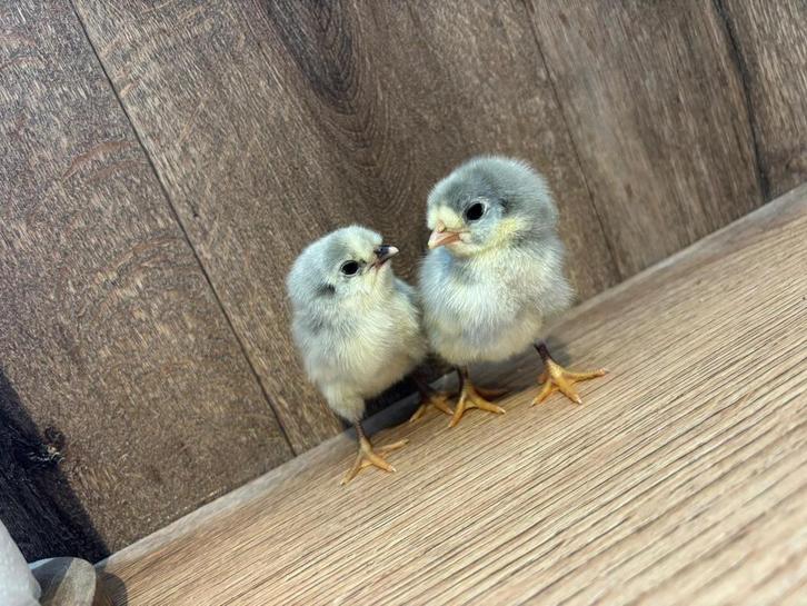 Eendagskuikens, Animaux & Accessoires, Volatiles, Poule ou poulet, Sexe inconnu