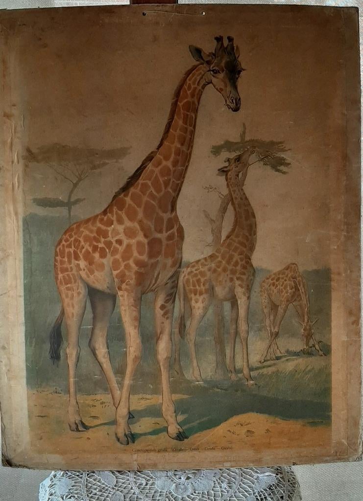 Vintage schoolplaat giraf, Antiek en Kunst, Antiek | Schoolplaten, Ophalen