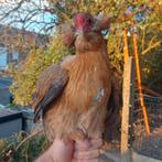 Broedeieren groenleggers, Dieren en Toebehoren, Vrouwelijk, Kip